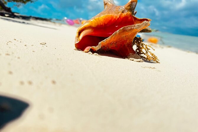 3HR Clear Kayak Mangrove and iguana island Tour in Leeward - Price, Pickup, Parking, and Group Size