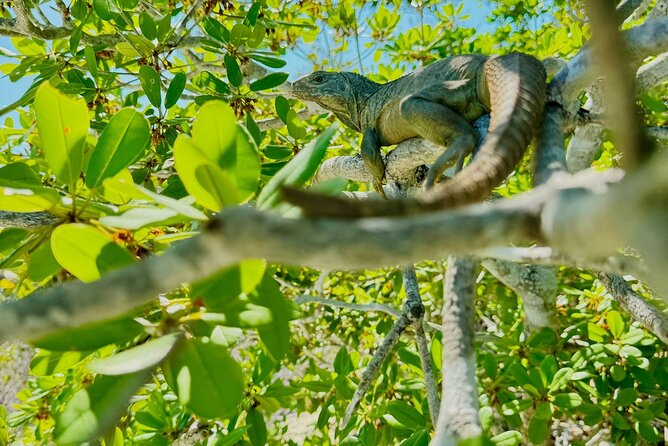 3HR Clear Kayak Mangrove and iguana island Tour in Leeward - Should You Book the Leeward Clear Kayak Tour?