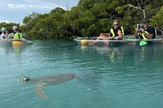 3hr Clear Kayak Tour of Mangroves, Marine Life and Iguanas - Key points to know before booking