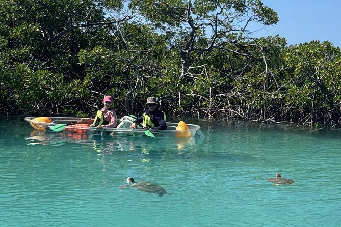 3hr Clear Kayak Tour of Mangroves, Marine Life and Iguanas - What is included, and what you still need