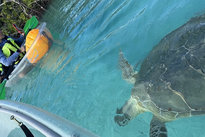 3hr Clear Kayak Tour of Mangroves, Marine Life and Iguanas - Weather, comfort, and practical planning