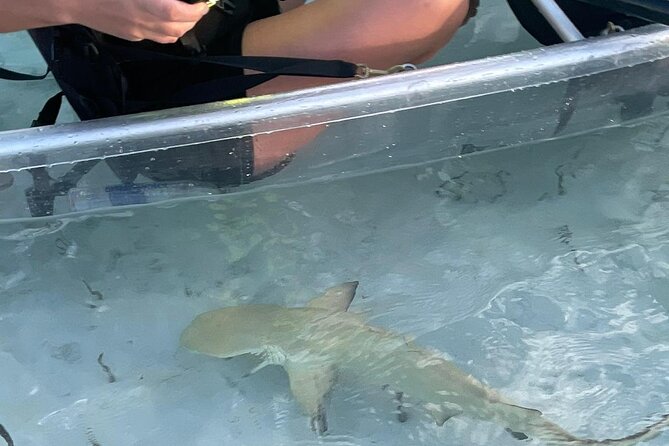 3hr Clear Kayak Tour of Mangroves, Marine Life and Iguanas - The beach stop and Rock Iguanas