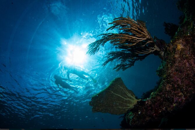 3HR Emerald reef snorkeling, iguana island and shipwreck tour - The La Famille Express wreck, an unusual shallow-water sight