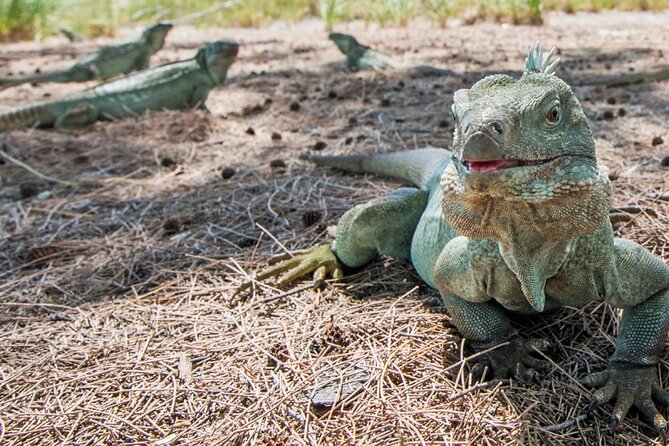 3HR Emerald reef snorkeling, iguana island and shipwreck tour - Little Water Cay and the walk to Iguana Island