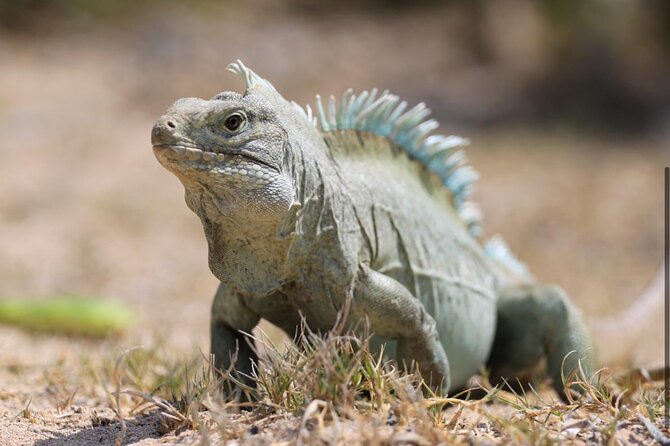 3HR Emerald reef snorkeling, iguana island and shipwreck tour - Food, drinks, and the easygoing boat atmosphere