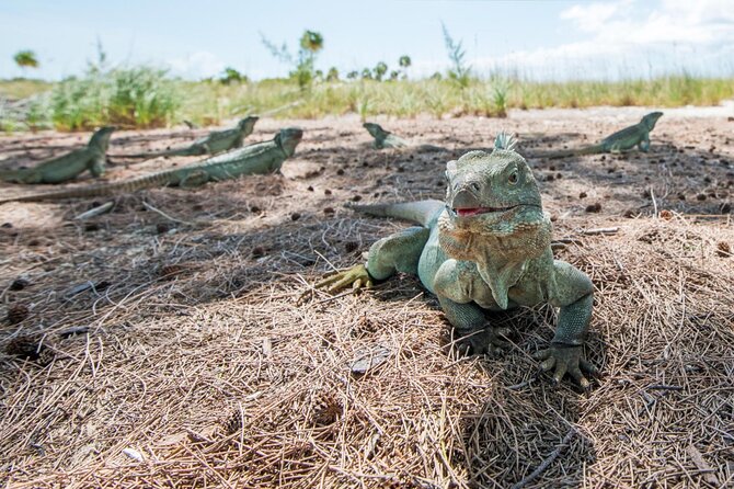 3HR Emerald reef snorkeling, iguana island and shipwreck tour - Is $125 a fair price in Providenciales?