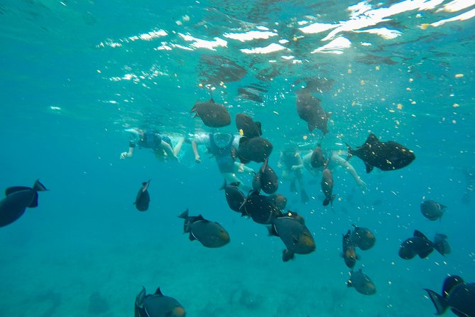 4hour Group Half Day Snorkeling Excursion in Grace Bay - A half-day on the water from Grace Bay
