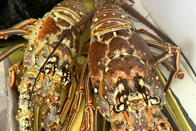 4HR-Halfday Private Fishing Tour in Gracebay - Fishing the Caicos Bank from Providenciales
