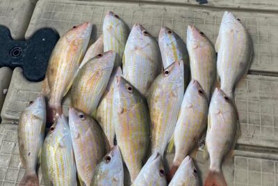 4HR-Halfday Private Fishing Tour in Gracebay