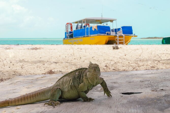 Afternoon Half Day Cruise from Providenciales with Snorkeling and Iguana Island - A four-hour taste of Providenciales by water