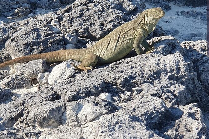 Clear Bottom Kayaks Mangrove and Iguana Tour - Key Points to Know Before You Paddle