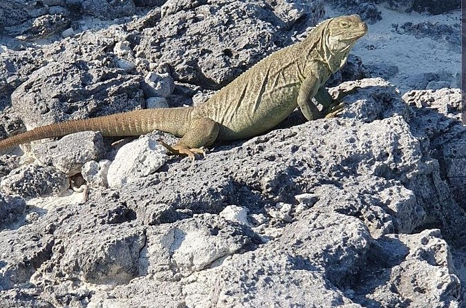 Clear Bottom Kayaks Mangrove and Iguana Tour - Who Will Enjoy This Most
