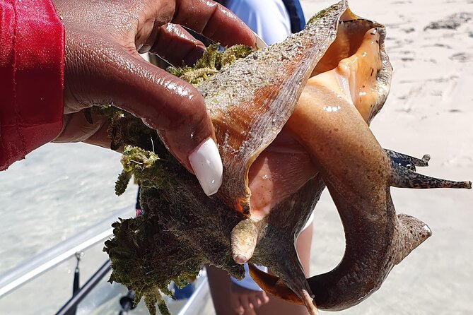 Clear Bottom Kayaks Mangrove Tour - Key points to know before you book