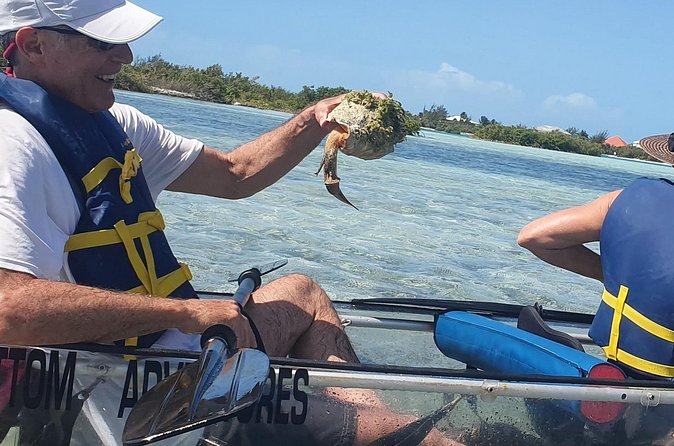 Clear Bottom Kayaks Mangrove Tour - The animals you might see beneath the clear hull