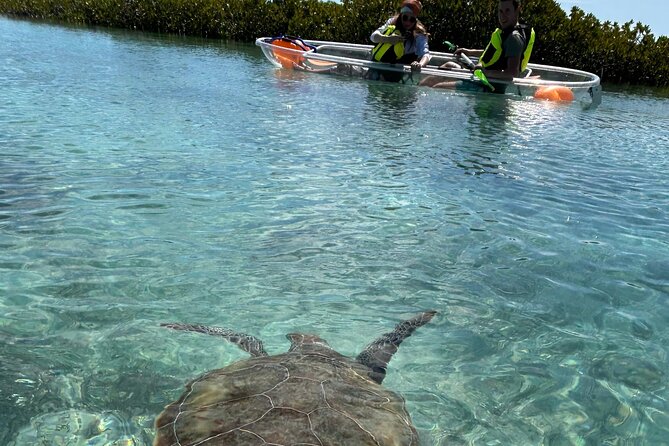 Clear Kayak Eco Tour Explore Mangroves and Meet the Turtles - Seeing Turks & Caicos from below the surface
