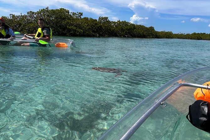 Clear Kayak Eco Tour Explore Mangroves and Meet the Turtles - The trip into Mangrove Cay