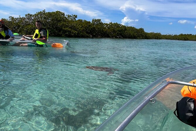 Clear Kayak Eco Tour Explore Mangroves and Meet the Turtles - How hard is the paddling?