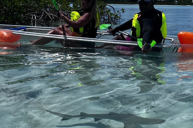 Clear Kayak Eco Tour Explore Mangroves and Meet the Turtles - Why the early morning departure makes sense