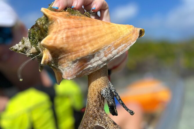 Clear Kayak Eco Tour Explore Mangroves and Meet the Turtles - A closer look at the wildlife