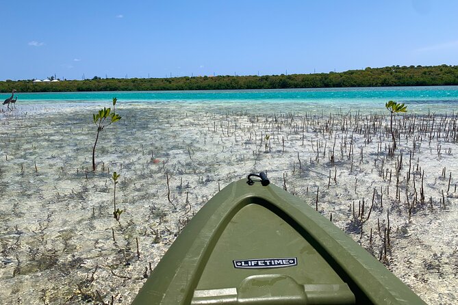 Clear kayak Grand Turk Island Kayak Tour of the mangroves - Paddling into Grand Turk’s North Creek