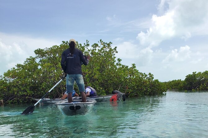 Clear Kayak Mangrove Eco Tour - Why the clear kayak matters