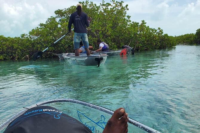 Clear Kayak Mangrove Eco Tour - The guide can make or break the outing