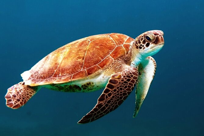 Clear Kayak Tour in Turks & Caicos Islands - Turtles, sharks, conch, and the art of looking carefully