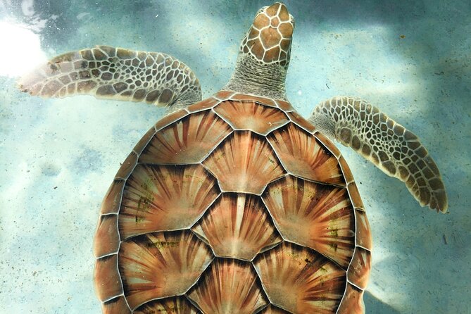 Clear Kayak Tour in Turks & Caicos Islands - What the Grace Bay portion adds