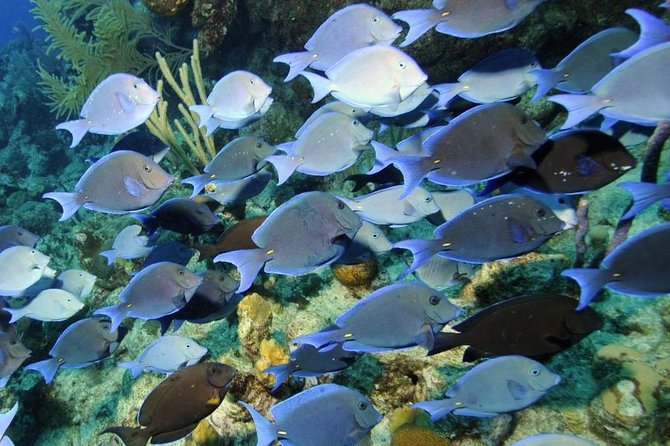 Exclusive Supreme Snorkeling Tour - The Amazing Wall Gives This Tour Its Shape