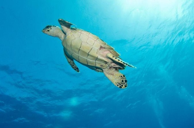 Exclusive Supreme Snorkeling Tour - Group Size and Boat Comfort