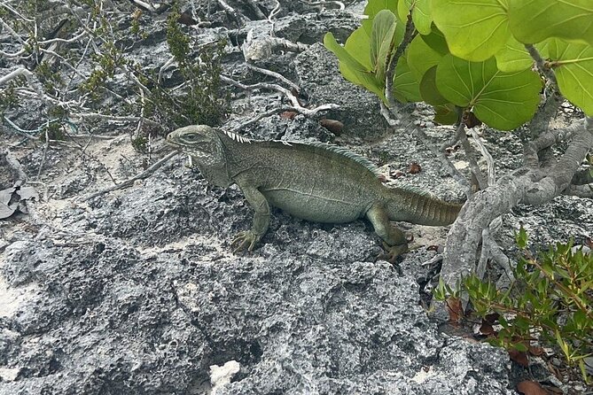 Full Day Private Charter Tour Turks and Caicos - Food and drinks make the high price easier to assess