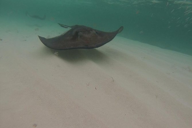 Gibbs Cay Stingray and Conch Dive Adventure - What the two-hour schedule feels like
