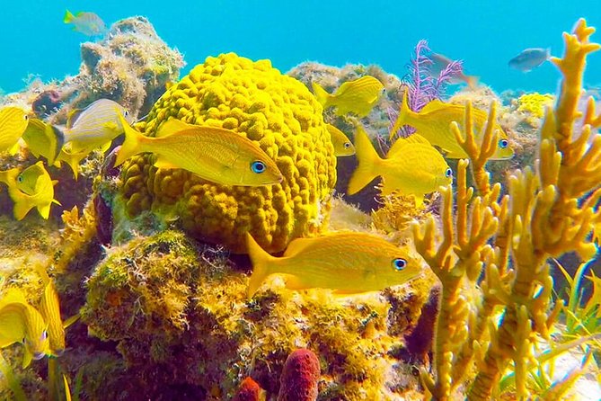 Grand Turk - Amazing Wall Snorkeling Tour - Grand Turk’s Wall, from shallow reef to a 7,000-foot drop