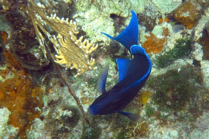 Grand Turk - Amazing Wall Snorkeling Tour - What the roughly two-hour outing feels like