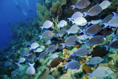 Grand Turk – Amazing Wall Snorkeling Tour