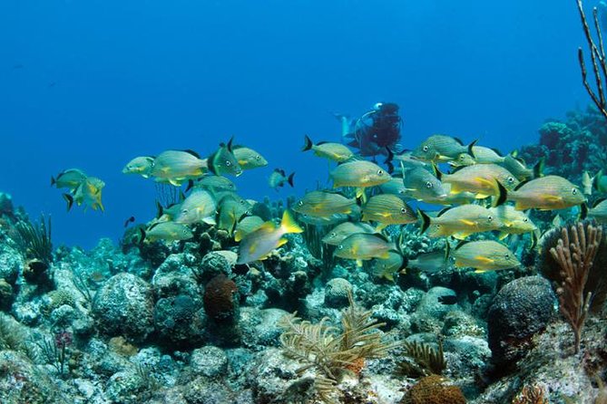 Grand Turk - Amazing Wall Snorkeling Tour - Is $103 a fair price?