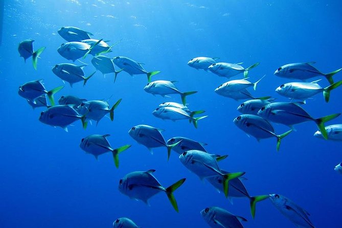 Grand Turk - Amazing Wall Snorkeling Tour - Physical demands and useful preparation