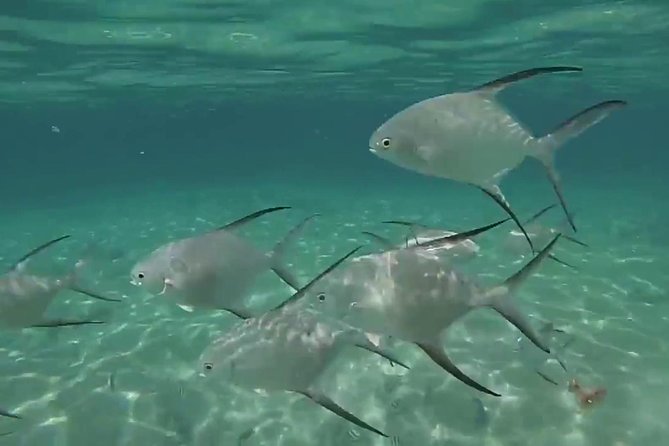 Grand Turk - Amazing Wall Snorkeling Tour - Timing, cancellation, and who should choose it