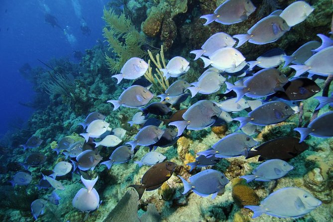 Grand Turk - Amazing Wall Snorkeling Tour - Small groups and the crew’s role