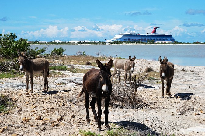 Grand Turk Historical Sightseeing Tour by Tram - Why this tram tour works well on Grand Turk