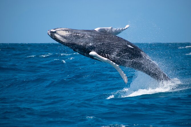 Grand Turk: Whale Watching - Searching from a raised fly-bridge