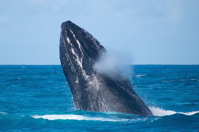 Grand Turk: Whale Watching - Whale behavior is the real itinerary