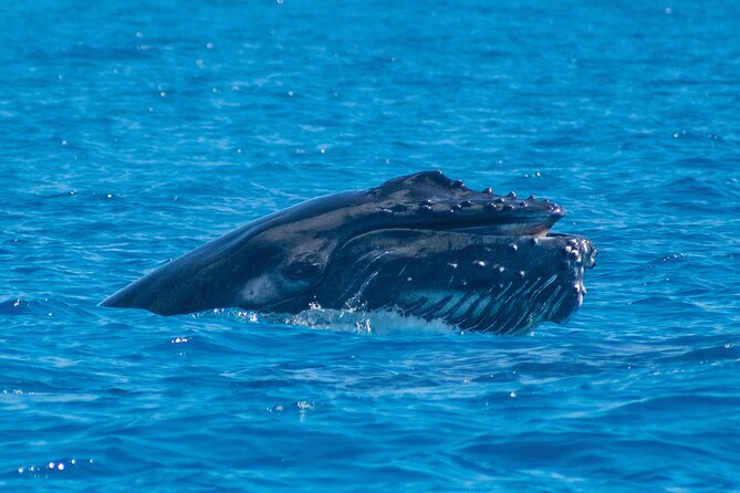 Grand Turk: Whale Watching - Comfort, drinks, and the long wait between sightings
