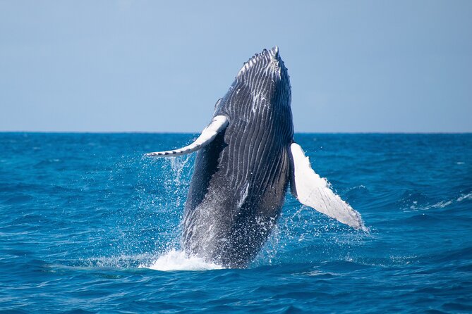 Grand Turk: Whale Watching - Cruise-ship timing and same-day flights