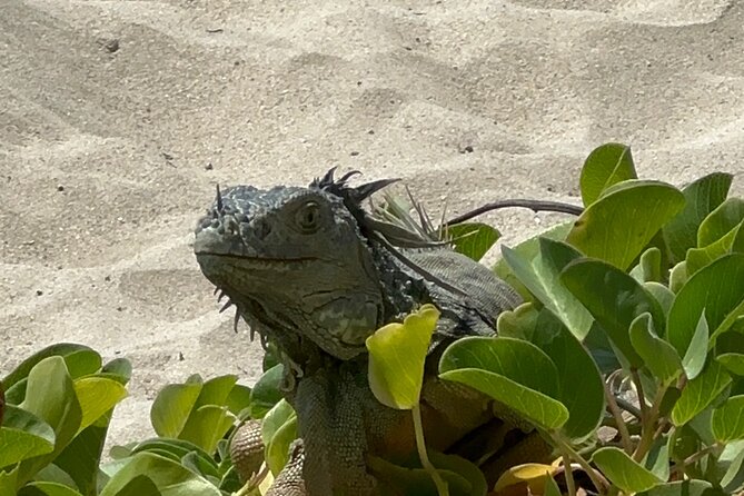 Half Day Private Sun and Snorkel exploring the Turks and Caicos - Is $1,599 a fair price?