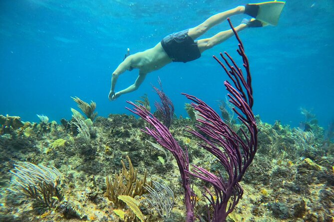 Half Day Snorkel from Providenciales with Visit to Half Moon Bay - Who will enjoy this trip most