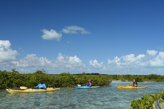 Kayak Eco Tour - Following the guide into the nursery grounds
