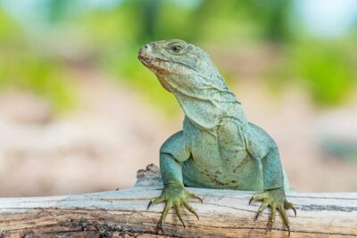 Mangrove Cay and Iguana Island Tours