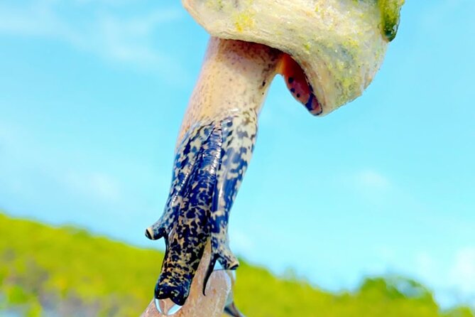 Mangrove Cay And Iguana Island Venture In Turks And Caicos Island - The towboat and the real amount of paddling