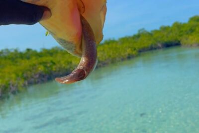 Mangrove Cay And Iguana Island Venture In Turks And Caicos Island